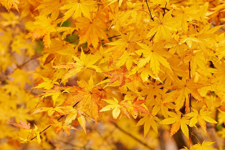 leaves