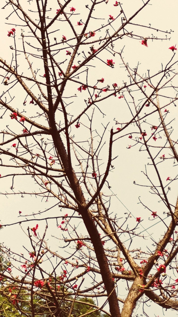flowers