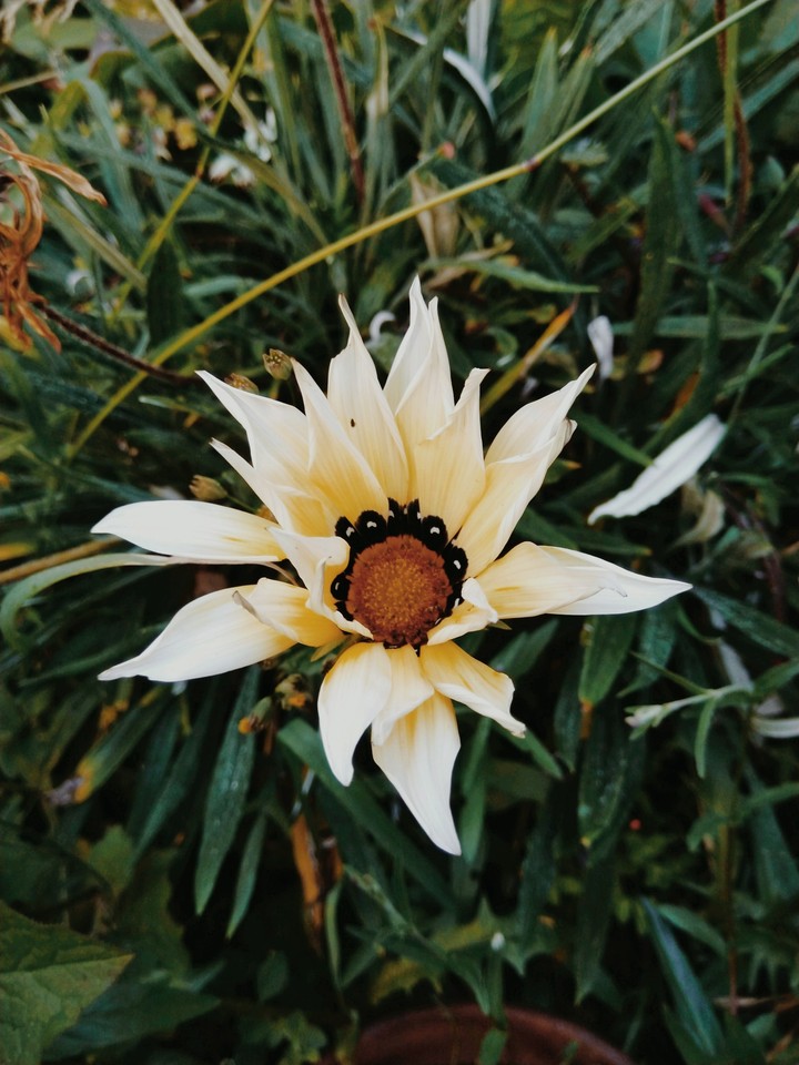 simple flor de mi jardín..