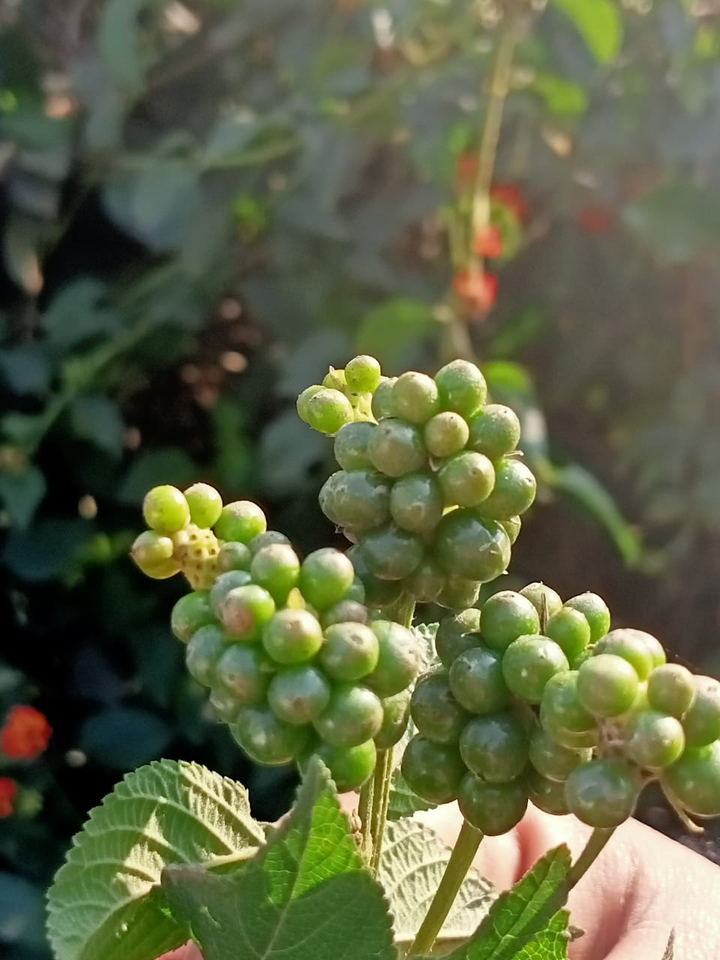Future flowers