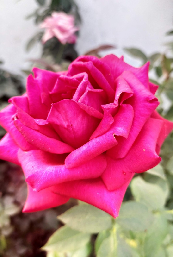 Beautiful Rose Flower