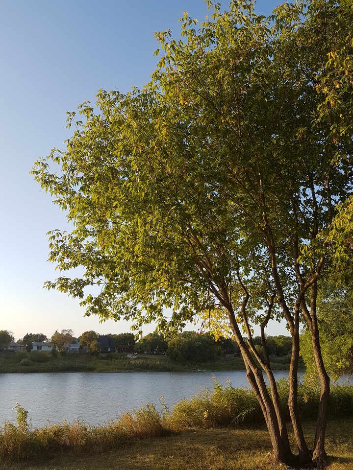 Trees bring love