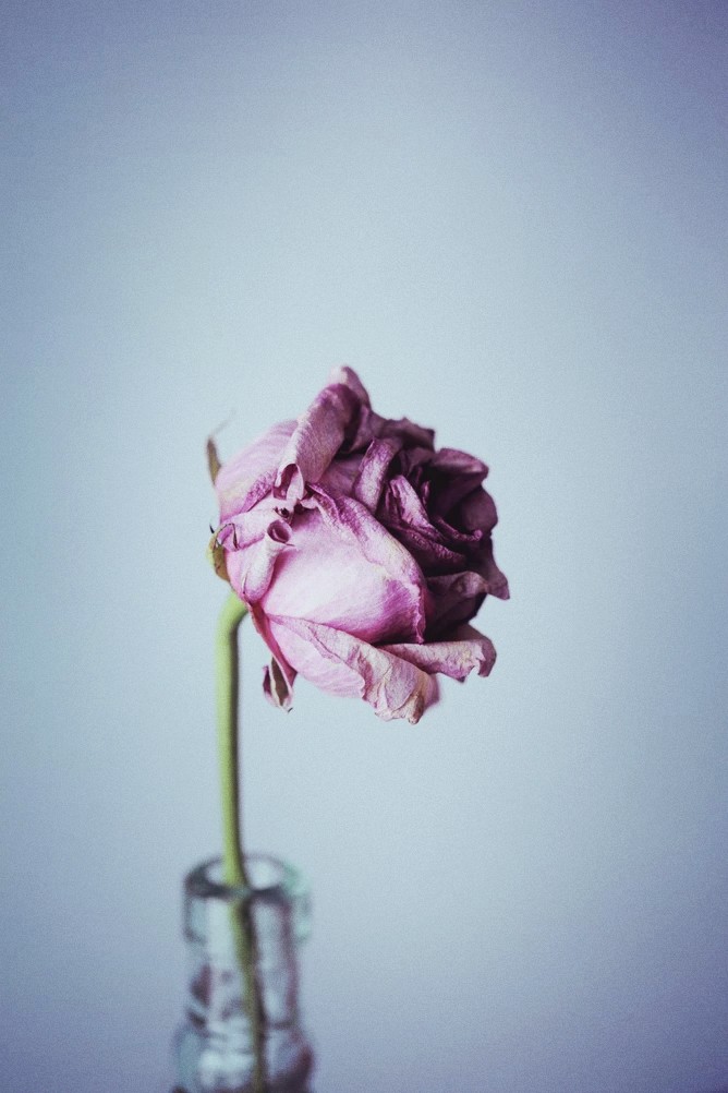 Flower❀