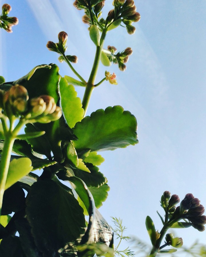 flowers