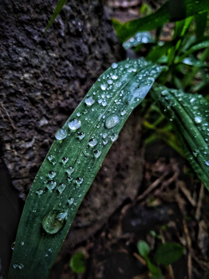 Raindrops ?