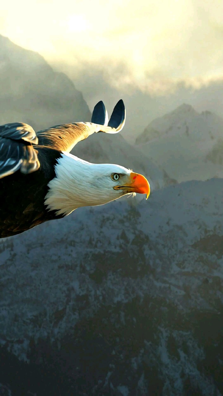 Eagle