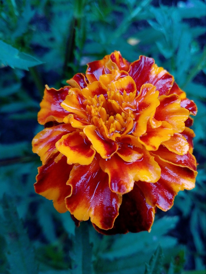 beautifull flower