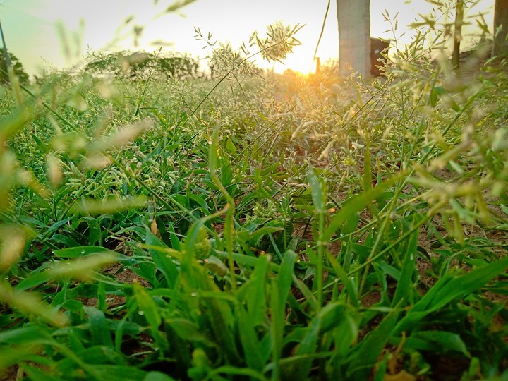 Grass