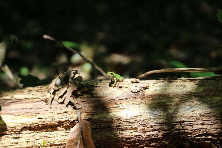 Frog(カエル)