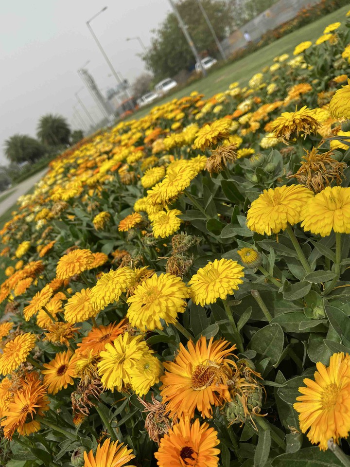 Roadside flower garden