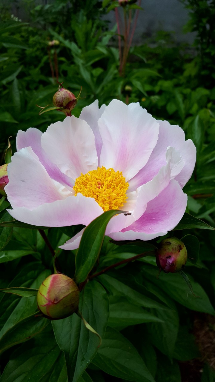 Not a lotus :)