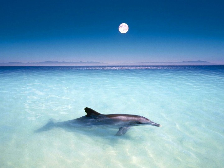 dolphin
