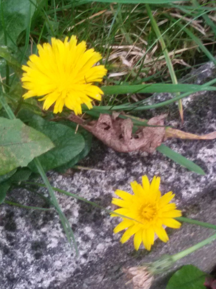 Löwenzahn auf Rasen