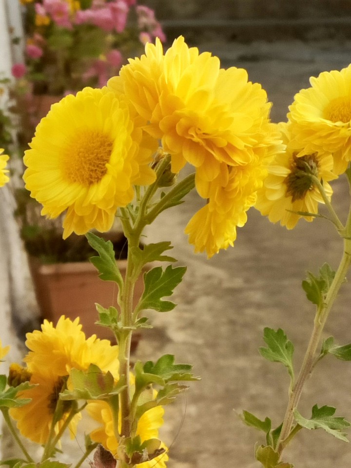nice flowers#2