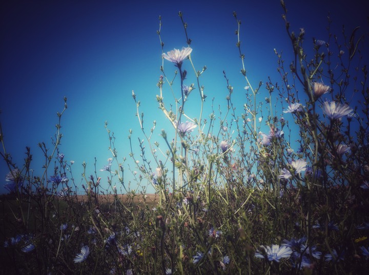 Cichorium