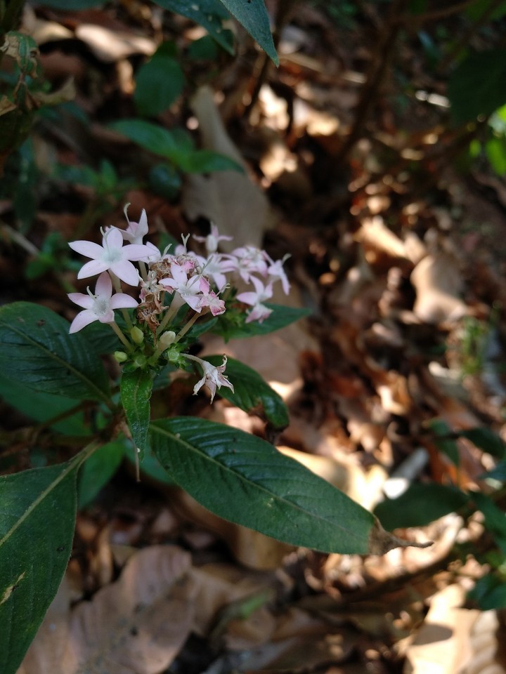 Tiny flowers- no filter