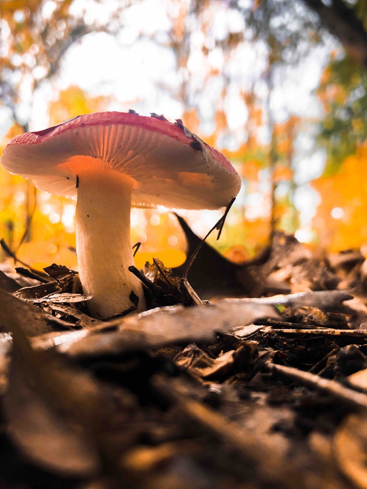 Toadstool Mushroom