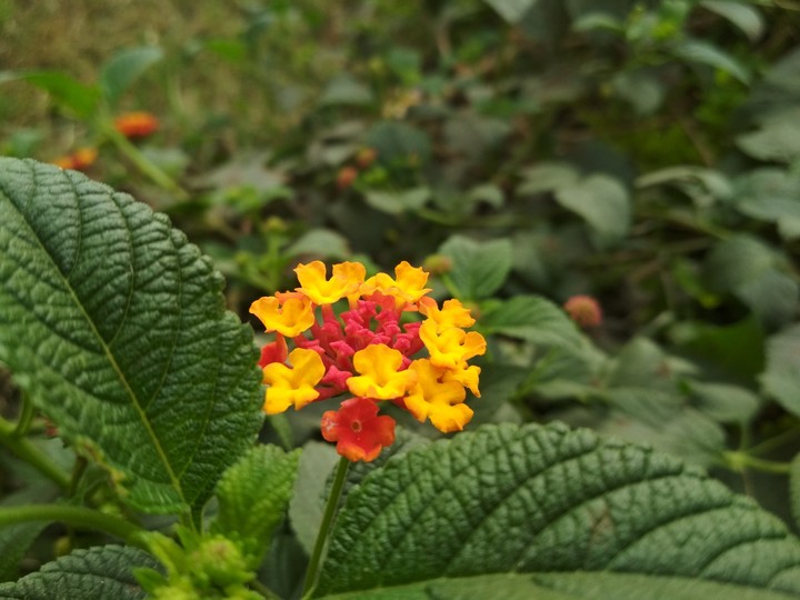 flower