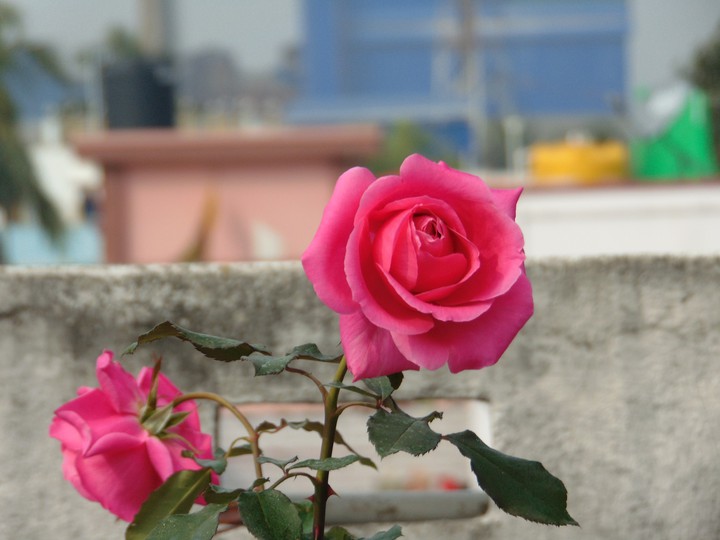 morning flower