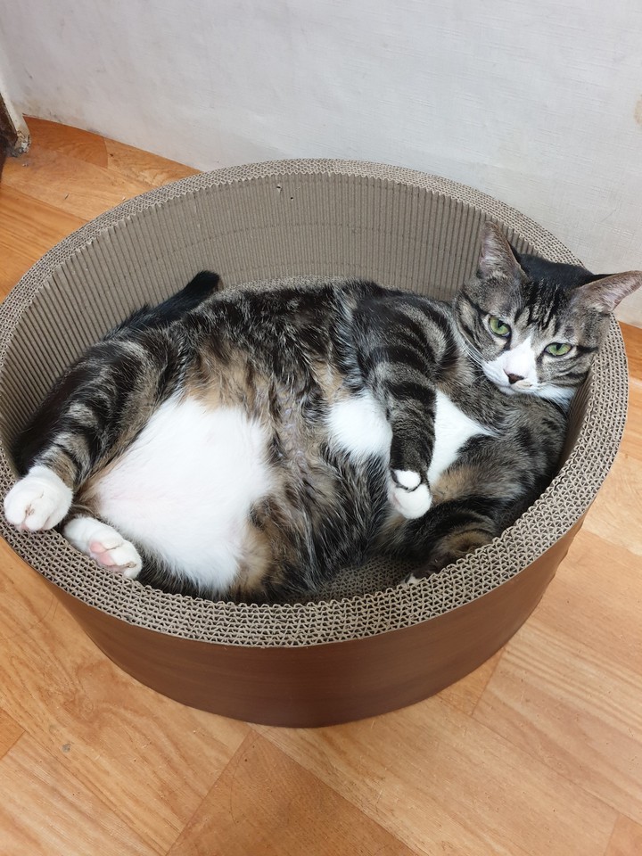 고양이