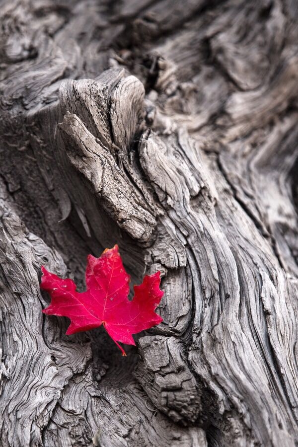 leaf