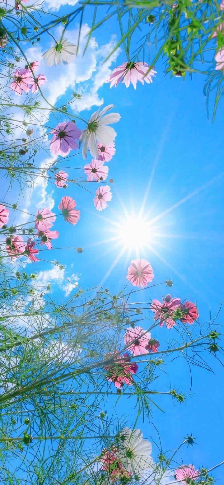 flowers
