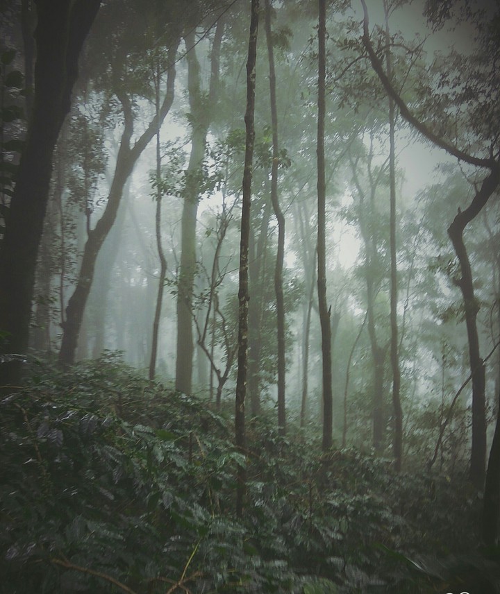 into the woods