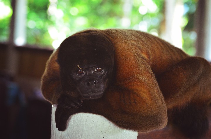 monkey