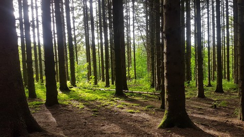 the woods