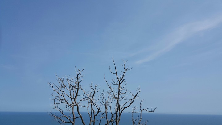 leaf less tree over the Sea