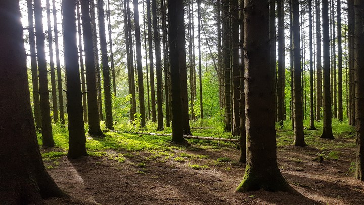 the woods