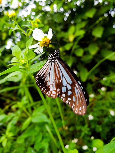 butterfly
