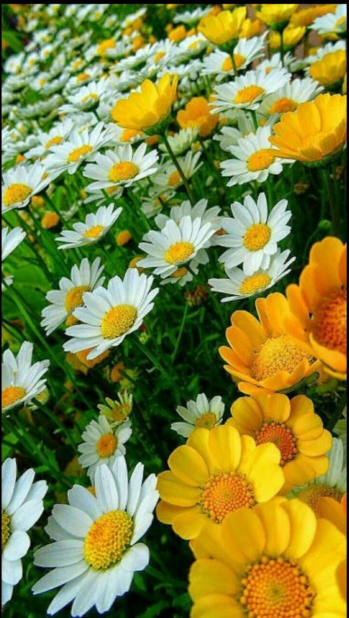 flowers Turkey