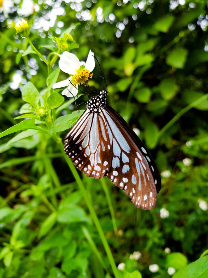 butterfly