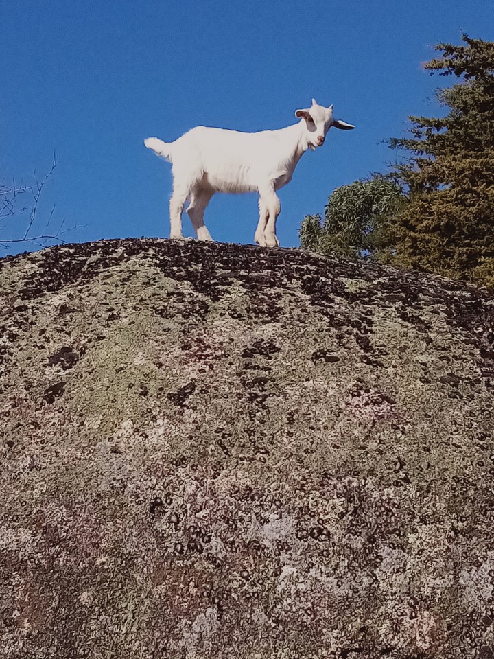 cute goat
