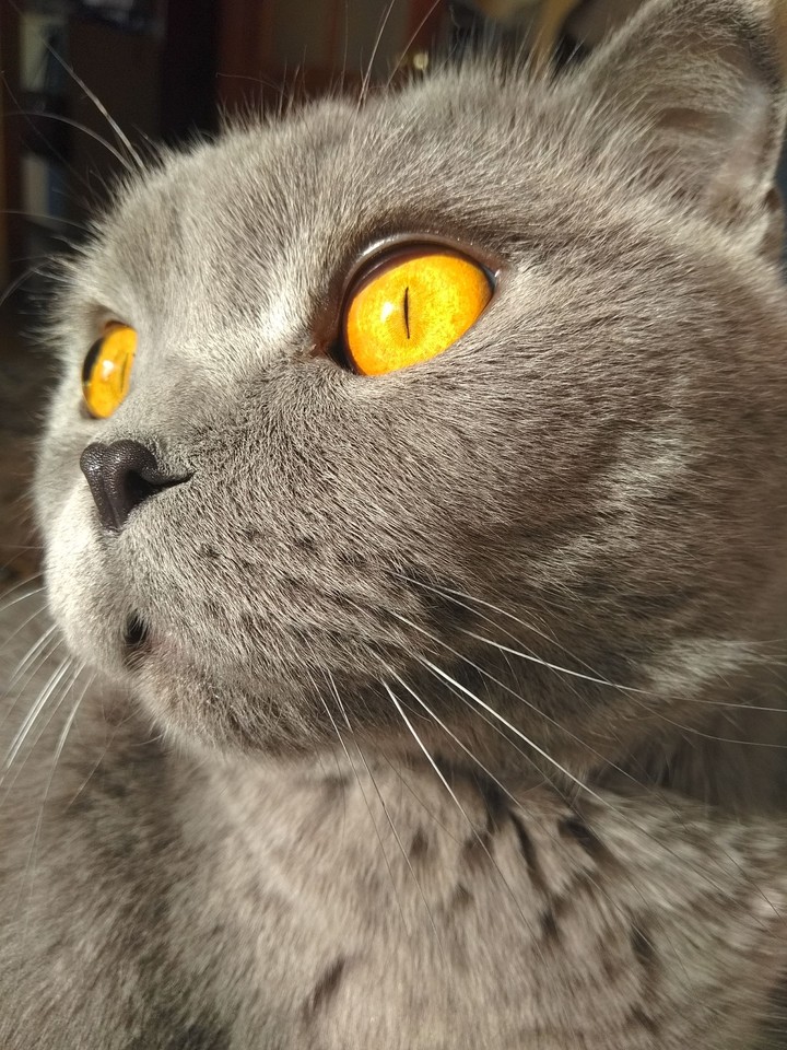 yellow eyes