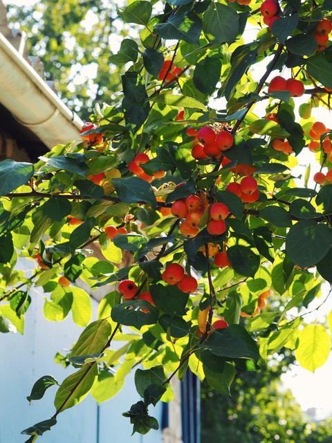 Apple tree