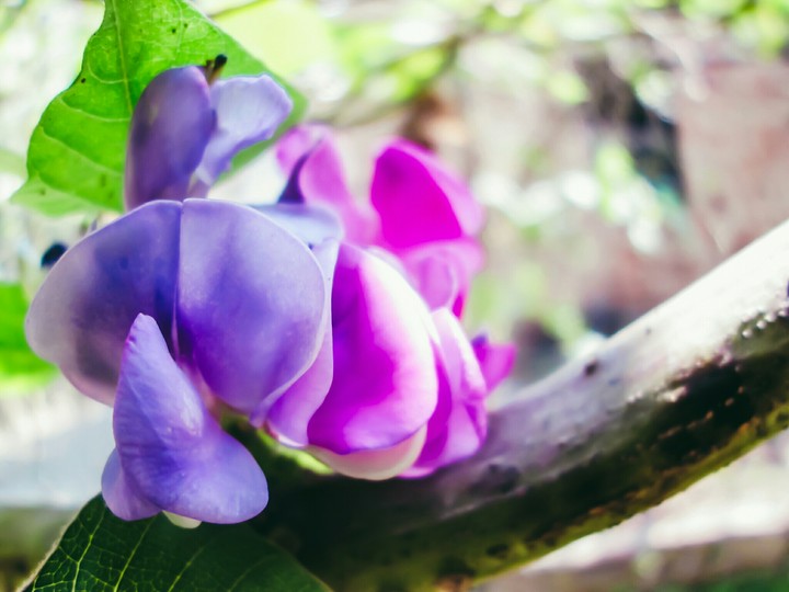 flower