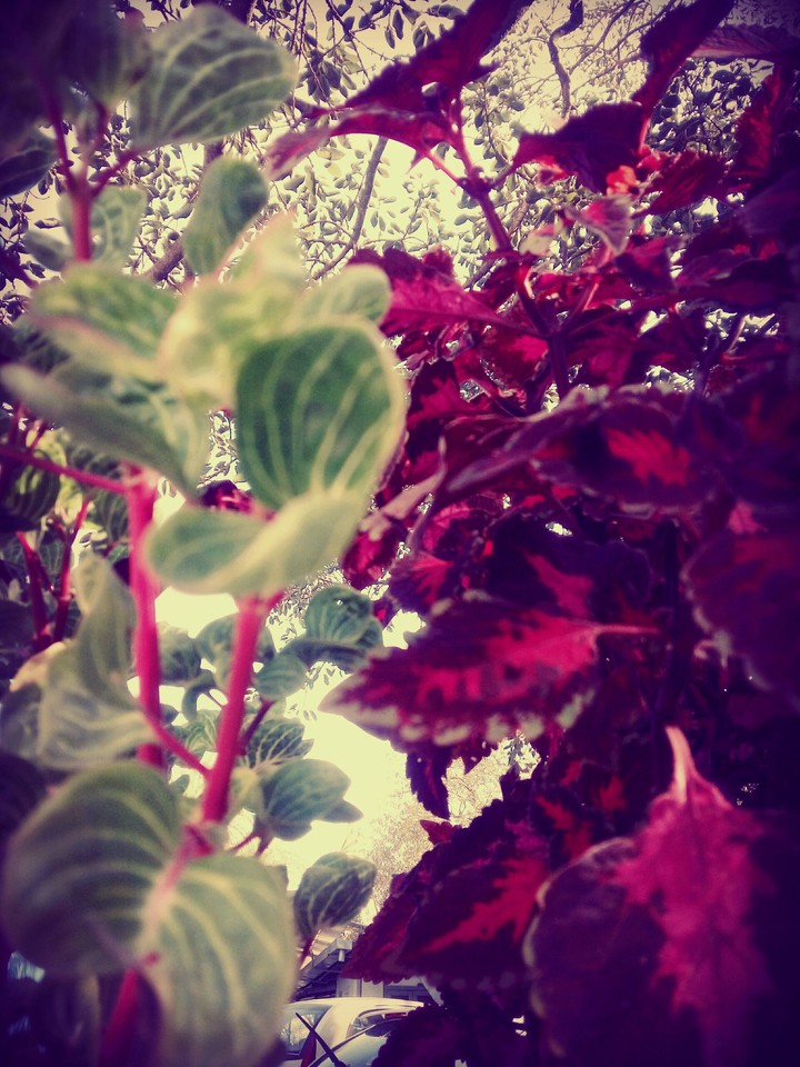 combo of redish pink and green