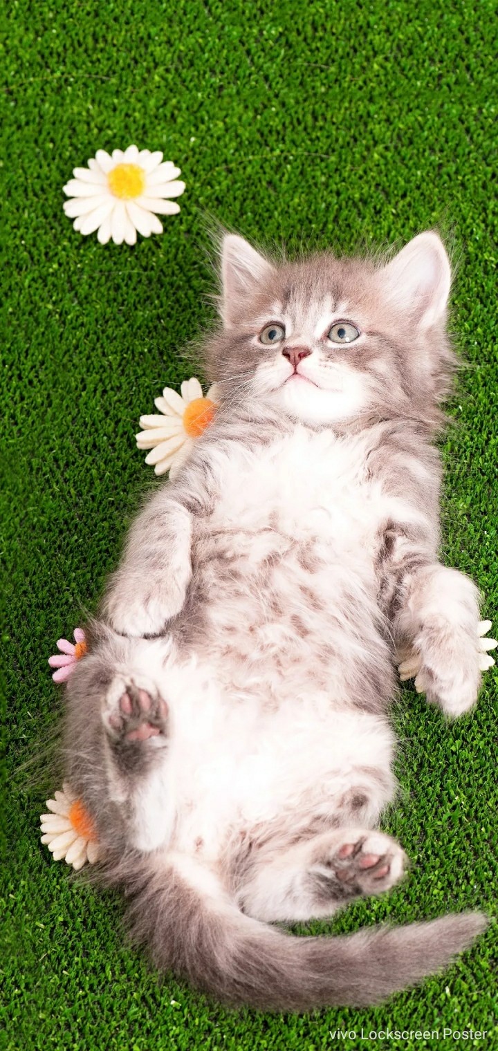 cute cat