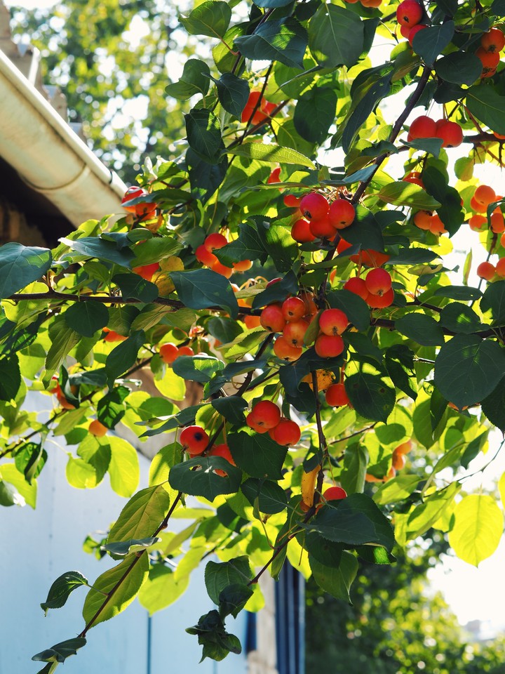 Apple tree