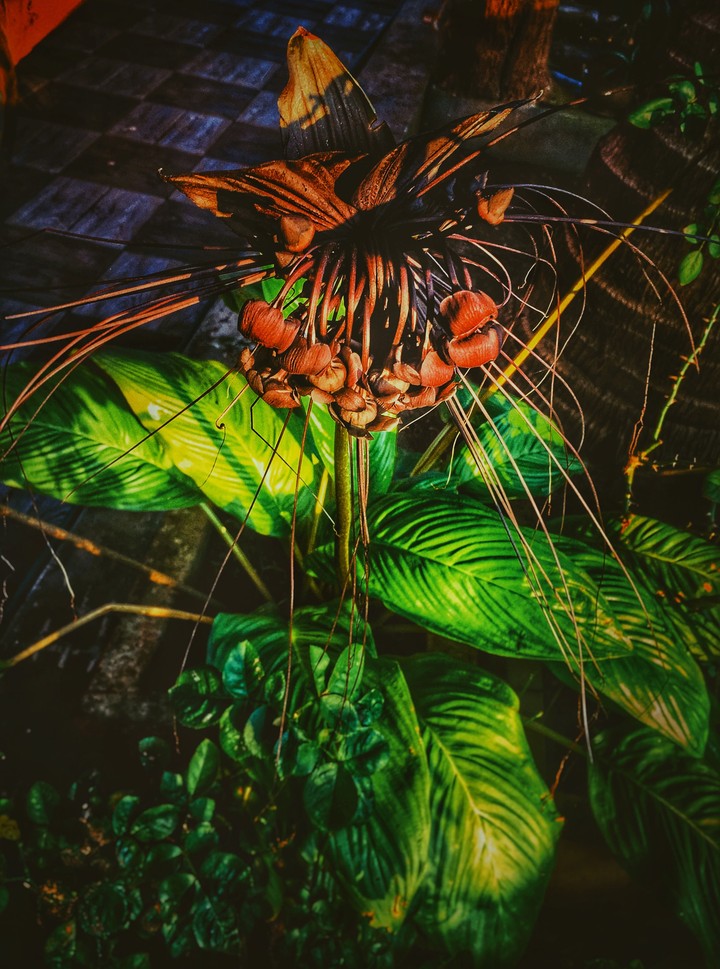 Australian anthurium
