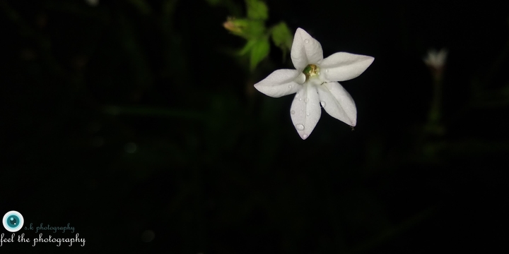 foggie flower