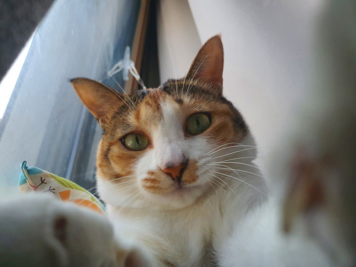 Self camera mode