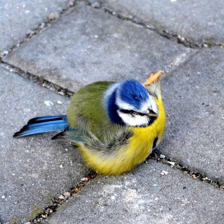 bluetit