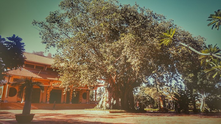 linden
