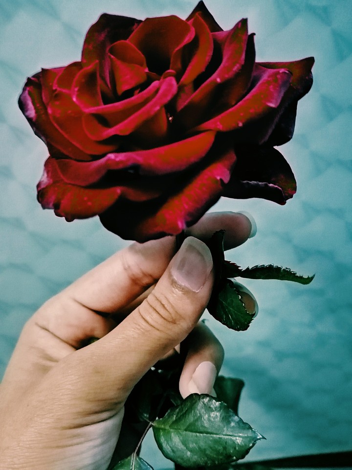 A rose For my mother