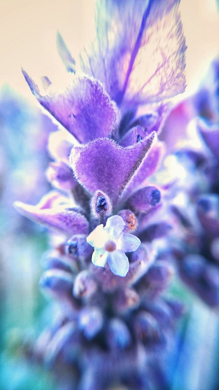 lavender flower!!