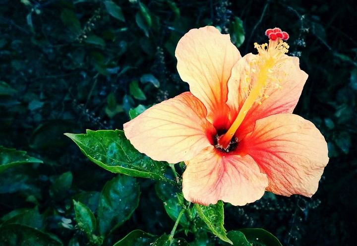 ❤ly flower....