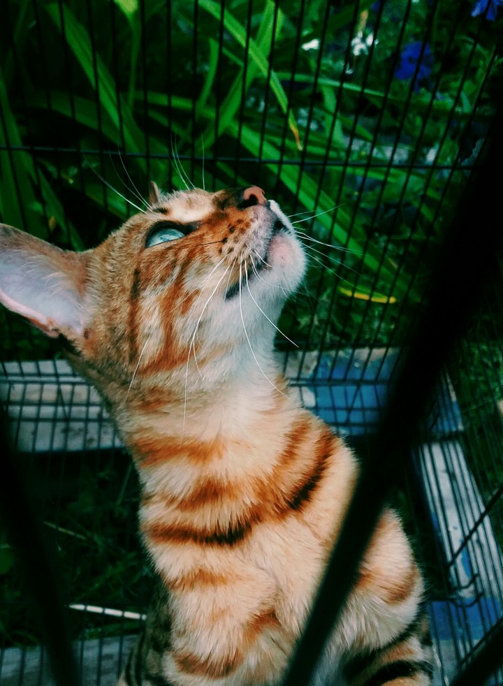 Bengal